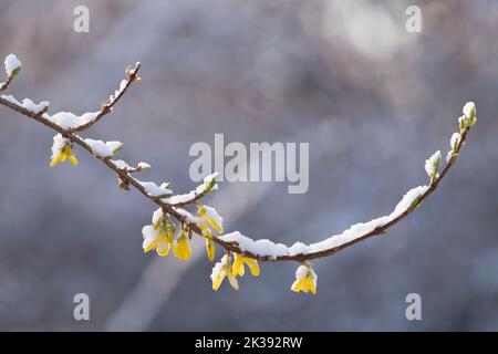 Fiori su un singolo ramo di Forsythia coperto con una leggera spolverazione di neve non stagionale in primavera Foto Stock