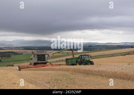 Una trebbiatrice mietitrebbia che carica la granella in un rimorchio mentre funziona il suo senso su un campo in una sera di Overcast Foto Stock