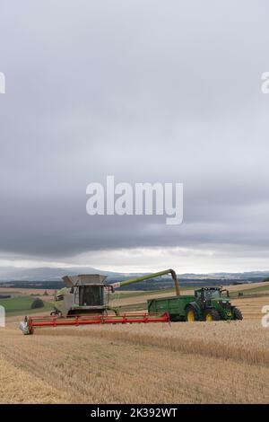 Una mietitrebbia che mietono un orzo e riempiono un rimorchio insieme con il grano in una serata estiva Overcast nel Nord-est della Scozia Foto Stock