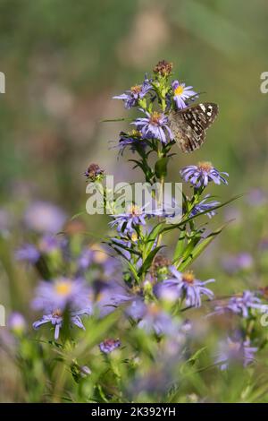 Una farfalla di legno scollata (Pararge aegeria) che si nutrono di un fiore di Daisy Michaelmas (Symphyotrichum Novi-Belgi) in tarda estate sole Foto Stock