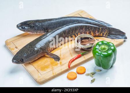 Telo Taki o testa di serpente punteggiata, Channa punctata o testa di serpente punteggiata che ha trovato in migliaia di fiumi e stagni Foto Stock