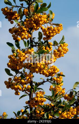 Pyracantha "arance glow", bacche di ramificazione, Firethorn, bacche di Pyracantha, Pyracantha coccinea, Frutta di arancia Foto Stock