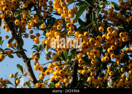 Pyracantha 'arance Glow', bacche di Pyracantha Firethorn, Pyracantha coccinea 'arance Glow', Berries on Branch, frutta Foto Stock