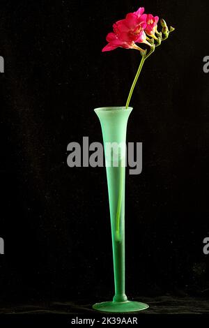 Fiori in vaso (Fesia, Tulip, Orchid) Foto Stock