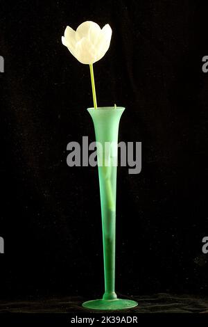 Fiori in vaso (Fesia, Tulip, Orchid) Foto Stock