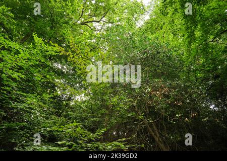 Splendidi alberi alti che raggiungono il cielo, con la luce del sole che arriva attraverso le loro foglie verdi e luminose Foto Stock