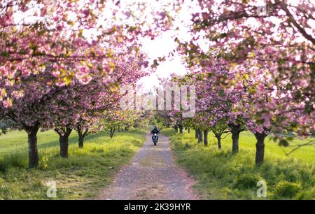 Motociclista sulla strada in sakura rosa (ciliegio giapponese) vicolo. Biker solitario su una moto sulla strada romantica Foto Stock