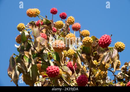 Cornus kousa, Berries, Chinese Dogwood, Cornus, maturo, Frutti, albero, ramo, frutti commestibili, Cornus kousa chinensis Cornus kousa 'Weisse Fontaine' cielo Foto Stock