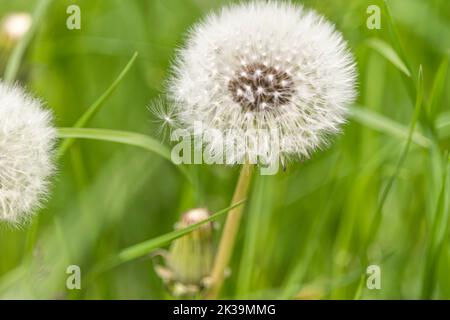 Un primo piano di splendidi dente di leone bianco circondato da foglie verdi e erba in campagna Foto Stock