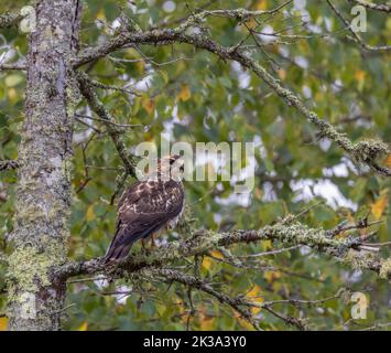 Falco ad alette larghe nel Wisconsin settentrionale. Foto Stock