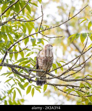 Falco ad alette larghe nel Wisconsin settentrionale. Foto Stock