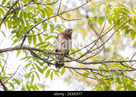 Falco ad alette larghe nel Wisconsin settentrionale. Foto Stock