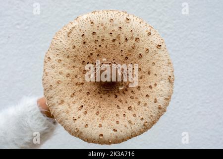 Donna che tiene in mano il fungo Parasol (Macrolepiota procera). Primo piano. Dettaglio. Foto Stock