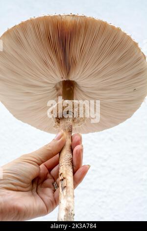 Donna che tiene in mano il fungo Parasol (Macrolepiota procera). Primo piano. Dettaglio. Foto Stock