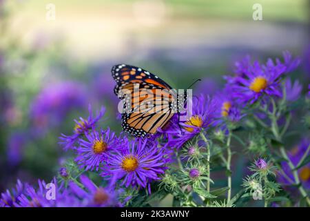Vista ravvicinata di una farfalla monarca che si nuca di fiori di castagno viola in un giardino soleggiato Foto Stock