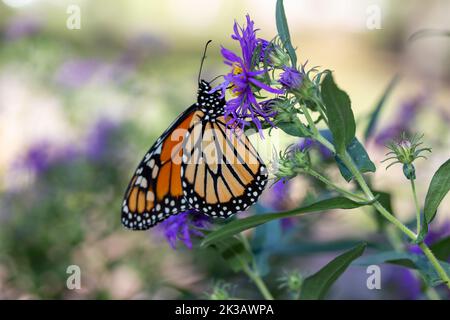 Vista ravvicinata di una farfalla monarca che si nuca di fiori di castagno viola in un giardino soleggiato Foto Stock