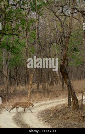 Un leopardo indiano maschio che attraversa un sentiero safari in una mattinata di inizio estate al Parco Nazionale di Panna, Madhya Pradesh, India Foto Stock