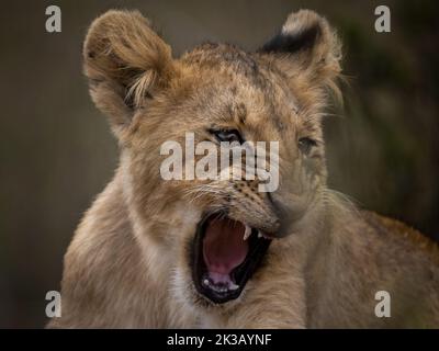 Cucciolo di leone che urla su uno sfondo pulito Foto Stock