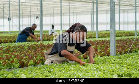 Donna afroamericana che ispeziona piantagione di lattuga che fa controllo di qualità in ambiente idroponico guardando le foglie verdi. Serra lavoratore agricolo crescente colture biologiche che controllano per parassiti. Foto Stock