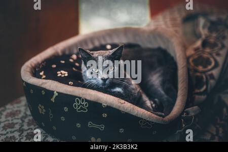 bel gatto grigio a letto, contatto con gli occhi. Foto Stock