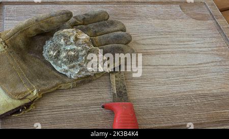 Ostrica cruda in un guanto su un tagliere pronto per essere aperto da un coltello, Danimarca, 20 settembre 2022 Foto Stock