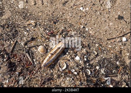 Conchiglie su una spiaggia di ciottoli, Danimarca, 21 settembre 2022 Foto Stock