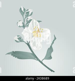 Fiore twig gelsomino fiore e gemme vettore illustrazione Illustrazione Vettoriale