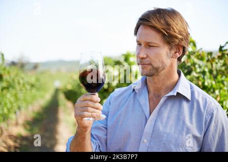 Sarà una grande annata, un bell'uomo maturo che degusta vino fuori in vigna. Foto Stock