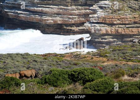 Terra comune (Taurotragus oryx) pascolo sul mare : (pix SShukla) Foto Stock