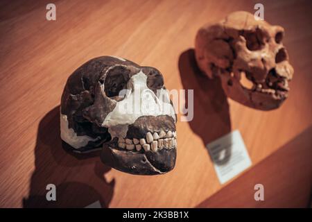 22 luglio 2022, Dusseldorf, Germania: Ricostruzione del cranio da resti d'osso e frammenti di un'età lapidea homo sapiens preistorico e neanderthal Foto Stock