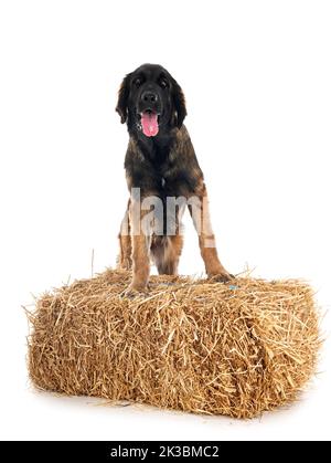 Cucciolo Leonberger di fronte a sfondo bianco Foto Stock