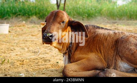 Vitello bovino sdraiato, masticando, in un pascolo e con spazio copia, nel campo rilassato e felice, in India. Foto Stock