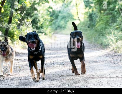 giovane rottweiler a piedi con altri due cani Foto Stock