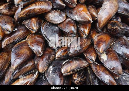 cozze farcite impilate l'una sull'altra Foto Stock