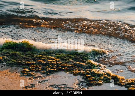 Primo piano di alghe e onde sulla spiaggia al tramonto Foto Stock