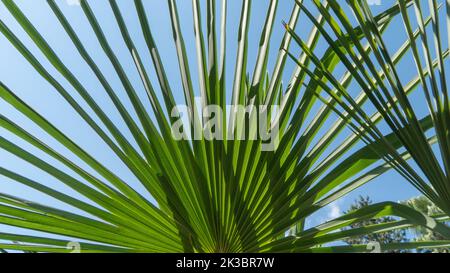 Fan foglia di palma Ravenala Madagascar, sfondo Foto Stock