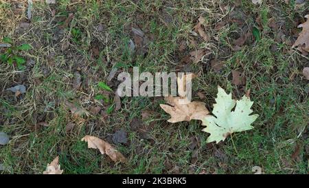 Foglie di acero secco sul terreno con erba, stagione autunnale Foto Stock