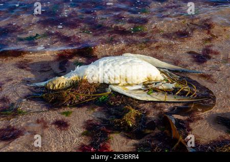 Gannet di uccelli marini selvatici morti in acque poco profonde sulla spiaggia con alghe e sabbia Foto Stock