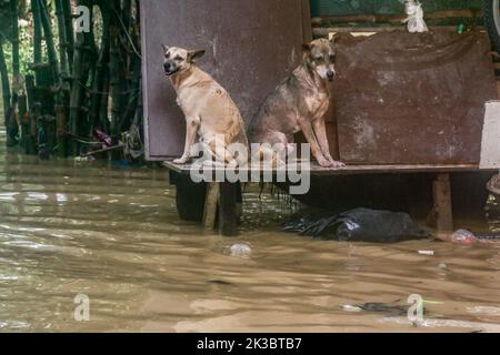 Marikina, Filippine. 26th Set, 2022. Cani siede su una piattaforma alta allagata dopo il raging Super Typhoon Noru. Super Typhoon Noru nome locale come karding martoriato nella massa di Luzon isola nelle Filippine. Noru con il vento di 140 chilometri all'ora vicino al centro e la raziosità di fino a 170 chilometri all'ora che costringe l'evacuazione di migliaia di individui specialmente in zone di bacino appena colpite e di cattura. Credit: SOPA Images Limited/Alamy Live News Foto Stock