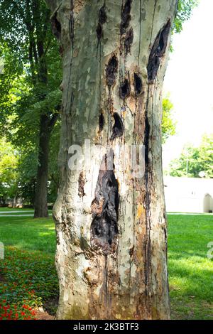 Vecchio albero corteccia con buchi neri, tiro verticale, modello di albero invecchiato, foresta e concetto di natura, vicino al tronco di albero, marcio e decadimento idea Foto Stock
