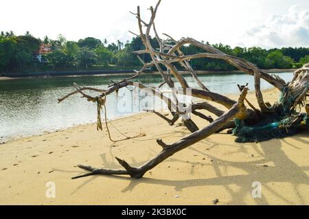 Un vecchio driftwood, ramo dell'albero che getta la relativa ombra su una spiaggia sabbiosa con una linea dell'albero nello sfondo Foto Stock