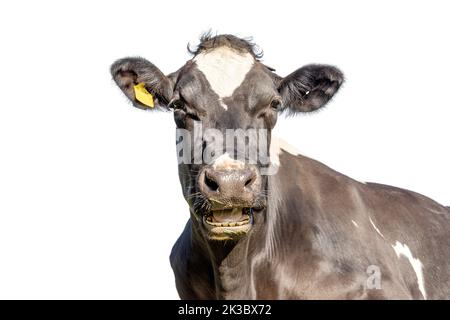 Mucca isolata su bianco, nero e bianco carino aspetto felice, mouing testa heckling, viso bocca aperta Foto Stock