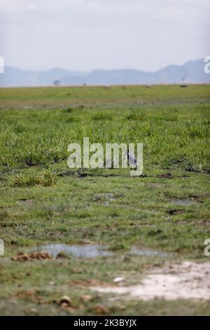 Un colpo verticale di un airone golia che mangia un pesce in un campo verde Foto Stock