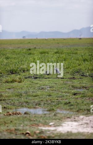 Un colpo verticale di un airone golia che mangia un pesce in un campo verde Foto Stock