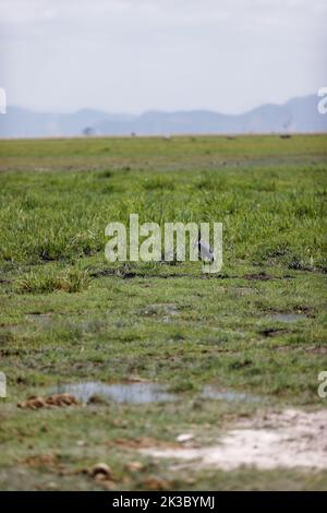 Un colpo verticale di un airone golia che mangia un pesce in un campo verde Foto Stock