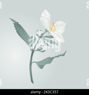 Jasmine fiore e boccioli vettore Illustrazione Vettoriale