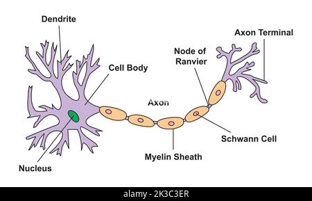 Progettazione scientifica della struttura del Neuron. Simboli colorati. Illustrazione vettoriale. Illustrazione Vettoriale