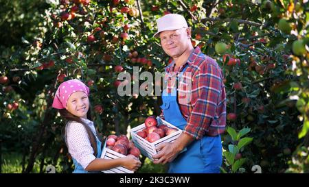 raccolta di mele in fattoria, in giardino. il caldo, soleggiato giorno d'autunno. ritratto di famiglia di agricoltori, papà e figlia tenendo in mano scatole di legno con mele rosse mature biologiche, sorridente,. Foto di alta qualità Foto Stock