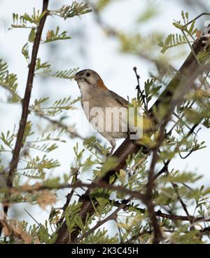 Piccolo, passero-come membro della famiglia tessitore, il tessitore Speckle-fronted preferisce savana boscosa semi-arida. I sessi sono simili. Foto Stock