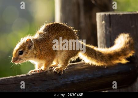 Lo scoiattolo Bush a strisce spazia dalla foresta costiera dell'Africa orientale all'interno. Più a ovest si trova la gamma dello scoiattolo Bush di Smith Foto Stock